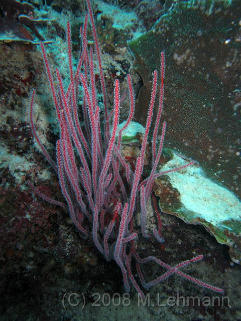 IMG_1633.JPG