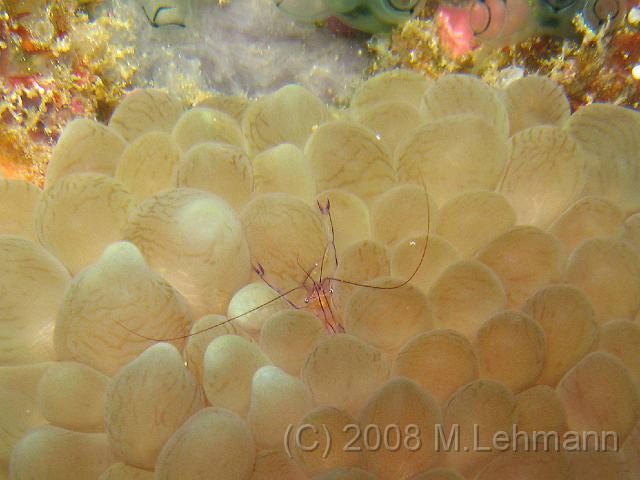 IMG_1716_1.JPG
