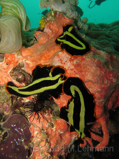 IMG_1805.JPG