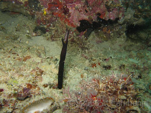IMG_1817.JPG