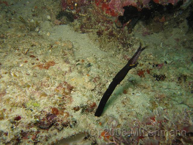 IMG_1818.JPG
