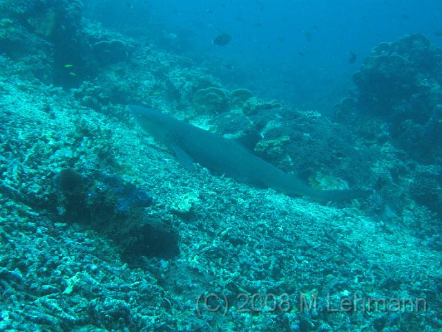IMG_2036.JPG