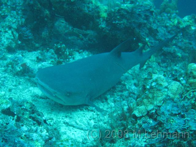 IMG_2043.JPG