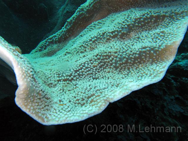 IMG_2066.JPG