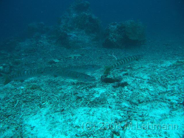 IMG_2171.JPG