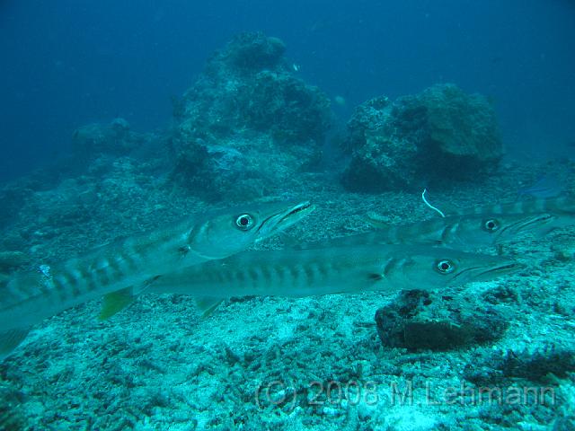 IMG_2175.JPG