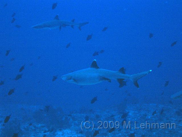 IMG_1363.JPG
