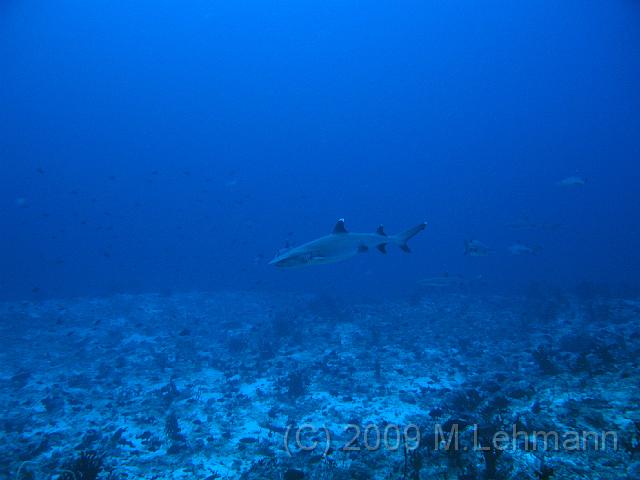 IMG_1365.JPG