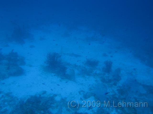 IMG_1435.JPG