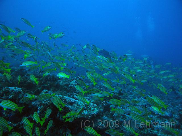 IMG_1505.JPG