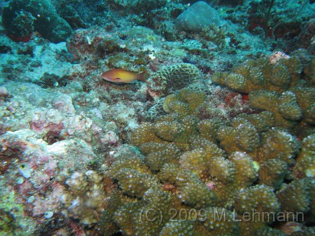 IMG_1668.JPG