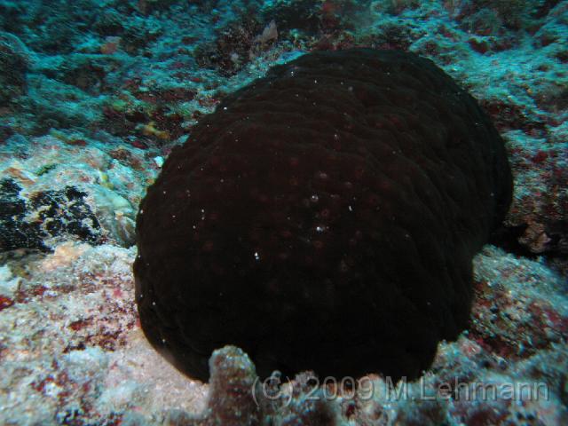 IMG_1685.JPG