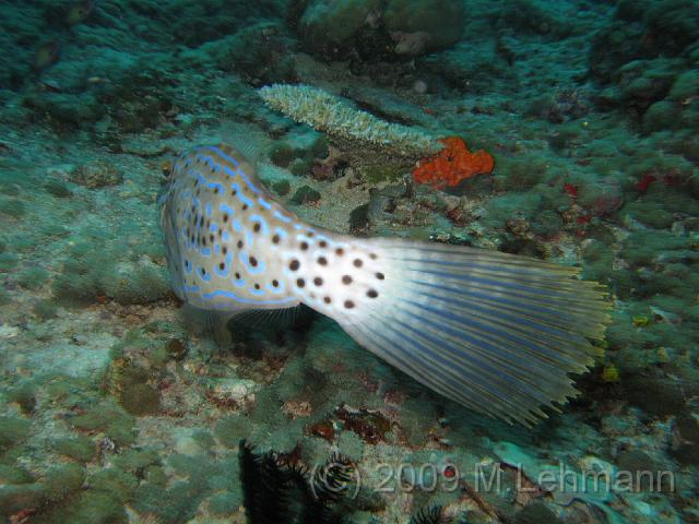 IMG_1771.JPG