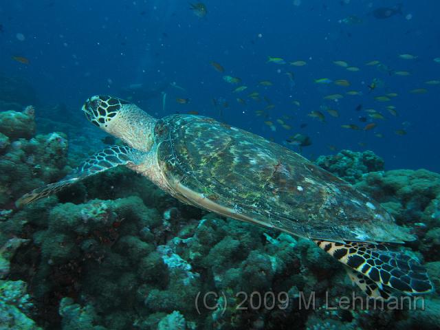IMG_1784.JPG