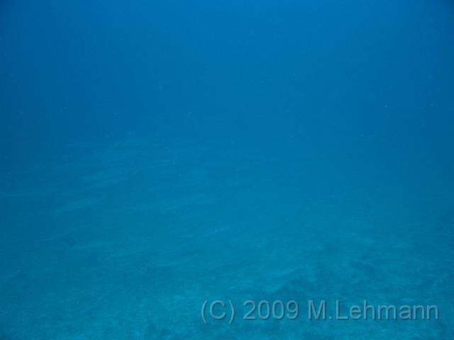 IMG_1805.JPG