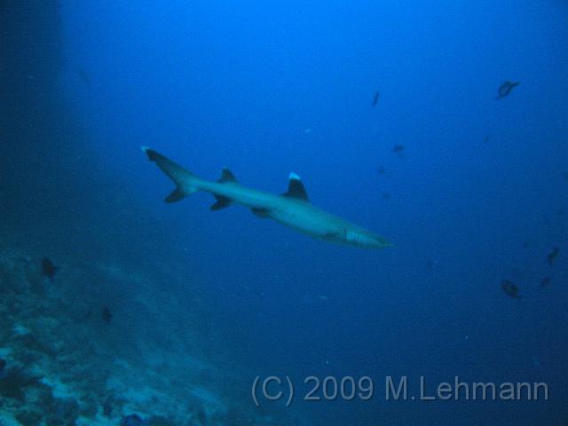 IMG_2184.JPG