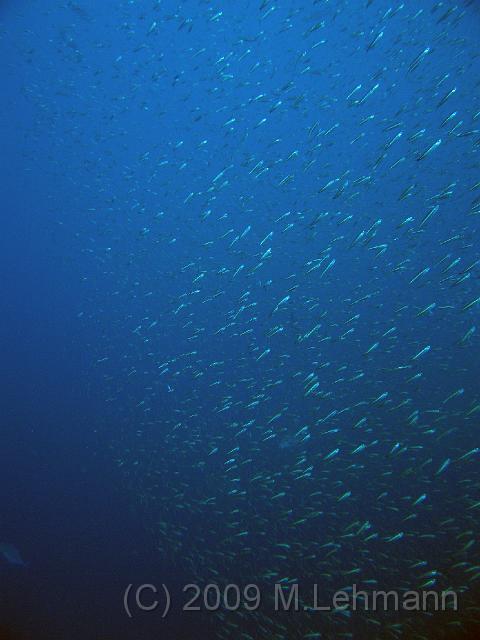 IMG_2207.JPG