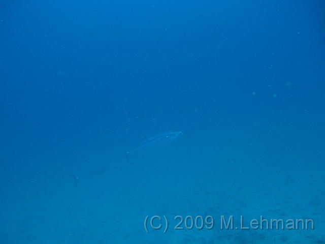 IMG_2237.JPG