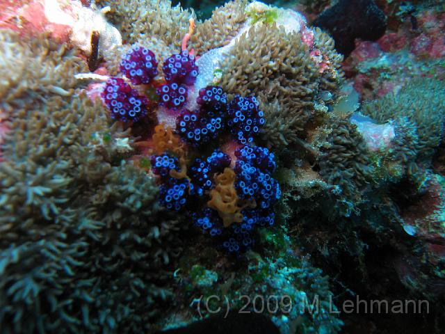 IMG_2246.JPG