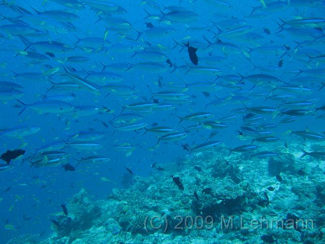 IMG_2278.JPG