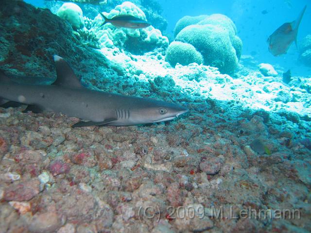 IMG_2296.JPG