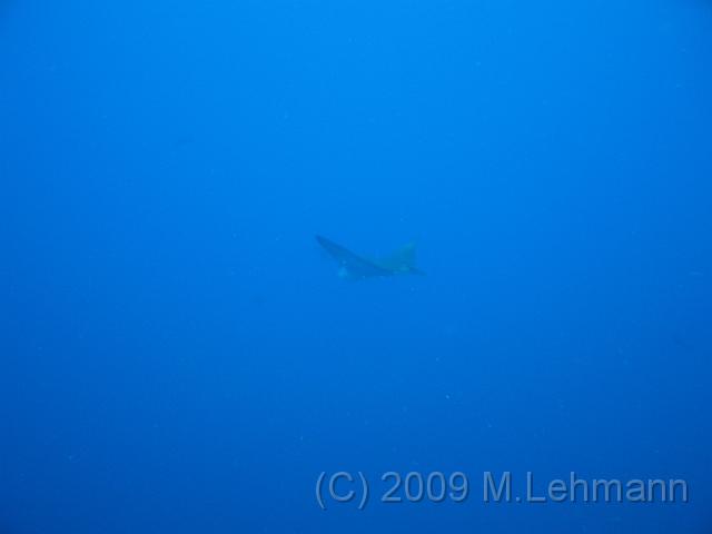 IMG_2339.JPG