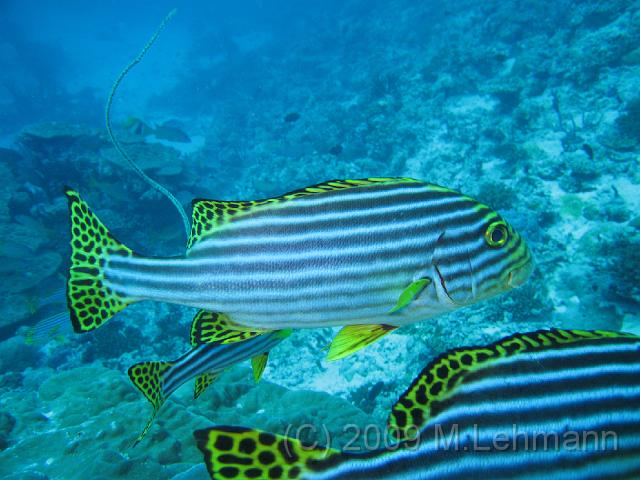 IMG_2372.JPG