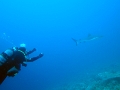 2012.03.01-ShaAb_Rumi_S-Precontinente_III