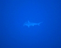 2012.03.02-ShaAb_Rumi_S
