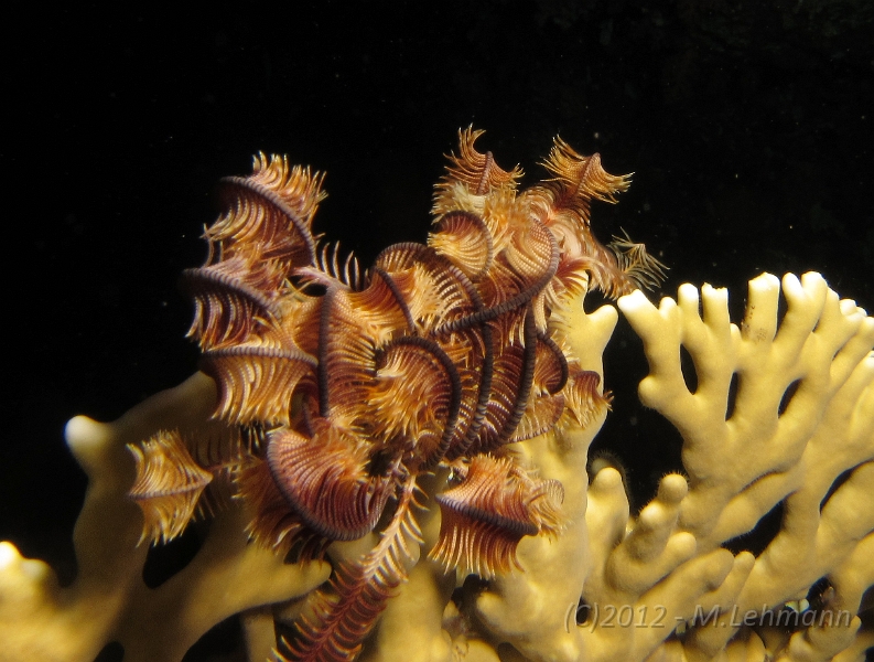 IMG_4597.JPG -                                