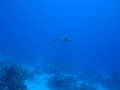 IMG_4763