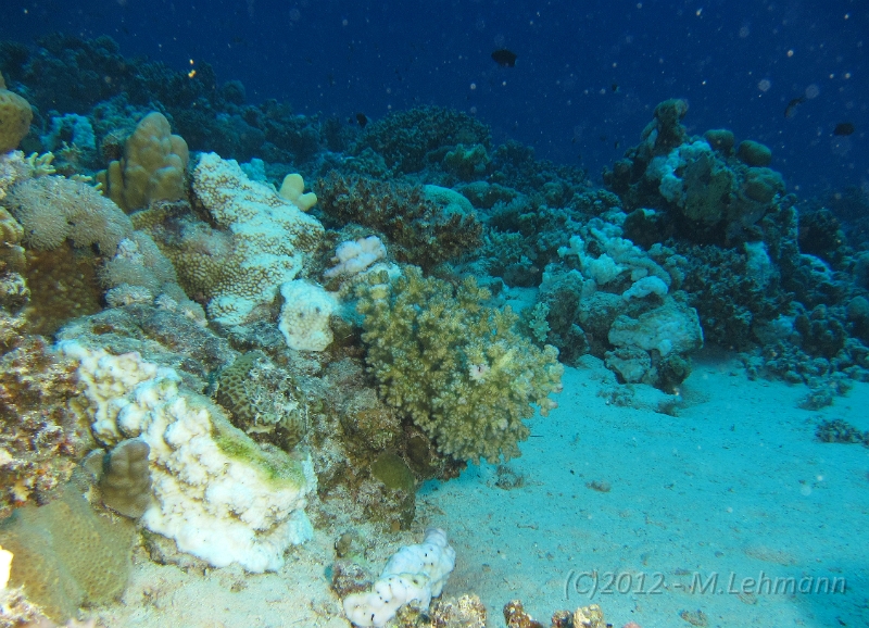 IMG_5329.JPG -                                
