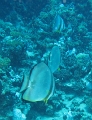 IMG_5341