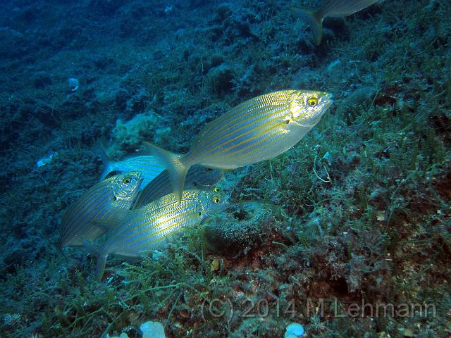 IMG_9309.JPG -                                