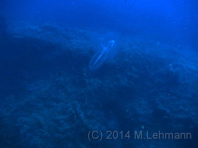 IMG_9336.JPG -                                