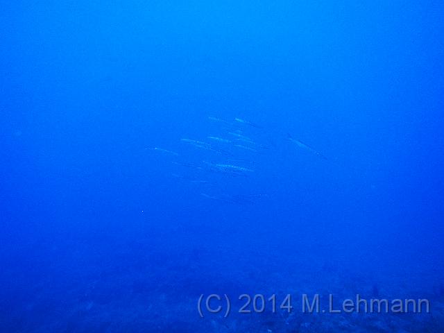 IMG_9348.JPG -                                