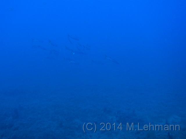 IMG_9349.JPG -                                