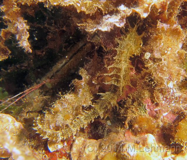 IMG_9370.JPG -                                