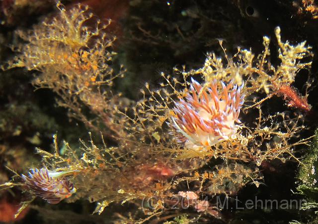 IMG_9378.JPG -                                