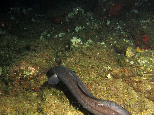 IMG_9415.JPG -                                