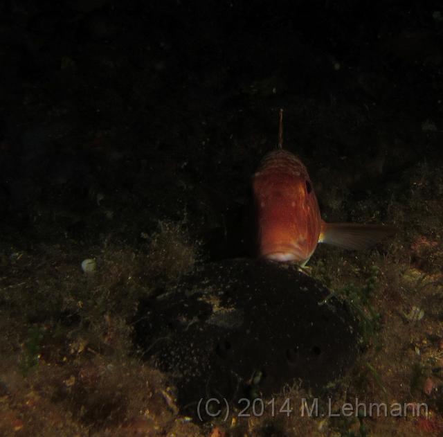 IMG_9442.JPG -                                