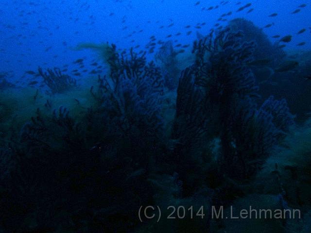 IMG_9485.JPG -                                